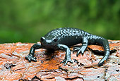 WLD 29 WF0001 01
Alpine Salamander Sitting On Bark