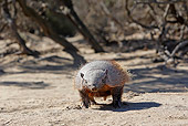 WLD 30 WF0001 01
Larger Hairy Armadillo Walking On Sand
