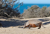 WLD 30 WF0002 01
Larger Hairy Armadillo Standing On Sand With Coast In Background