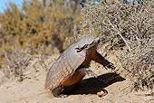 WLD 30 WF0003 01
Larger Hairy Armadillo Eating Leaves And Fruit From Small Bush