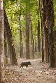 WLD 31 MC0001 01
Indian Wild Boar Walking Through Kanha National Park In Madhya Pradesh, India