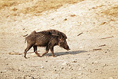 WLD 31 MC0002 01
Indian Wild Boar Walking Through Bandhavgarh National Park In Madhya Pradesh, India