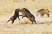 WLD 31 MC0003 01
Indian Wild Boars Fighting Bandhavgarh National Park In Madhya Pradesh, India