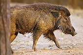 WLD 31 MC0004 01
Indian Wild Boar Walking Through Kanha National Park, Madhya Pradesh, India