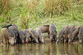 WLD 31 MC0005 01
Indian Wild Boar Drinking From Watering Hole In Kanha National Park, Madhya Pradesh, India
