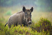 WLD 31 WF0001 01
Young Wild Boar Female Standing In Rain