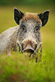 WLD 31 WF0002 01
Wild Boar Male Standing In Heather