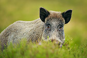 WLD 31 WF0003 01
Wild Boar Male Standing In Heather