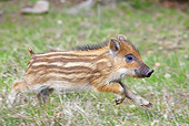 WLD 31 WF0004 01
Wild Boar Piglet Running On Grass