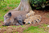 WLD 31 WF0005 01
Wild Boar Sow Suckling Piglets On Grass