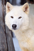 WOV 08 LS0002 01
Portrait Of Arctic Wolf By Tree