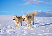 WOV 08 LS0001 01
Two Arctic Wolves Running On Snow Blue Sky