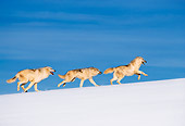 WOV 08 RW0001 01
Arctic Gray Wolves Running On Snow