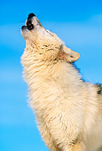 WOV 08 RW0002 01
Arctic Gray Wolf Howling