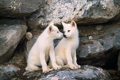 WOV 08 RW0003 01
Arctic Wolf Pups On Rocks
