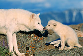 WOV 08 RW0006 01
Arctic Adult And Pup Wolves