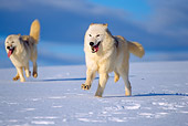 WOV 08 TL0001 01
Arctic Wolves Running On Snow