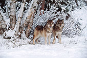 WOV 09 BA0001 01
Two Gray Wolves Standing In Snow By Birch Trees