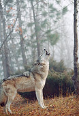 WOV 09 BA0002 01
Gray Wolf Howling In Forest Profile