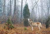 WOV 09 BA0003 01
Gray Wolf Howling In Forest Profile