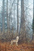 WOV 09 BA0004 01
Gray Wolf Howling In Forest Profile