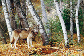 WOV 09 BA0006 01
Gray Wolf Standing In Forest By Birch Trees Profile