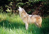 WOV 09 BA0009 01
Gray Wolf Standing In Grass Field Howling