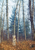 WOV 09 BA0010 01
Gray Wolf Standing In Forest Howling
