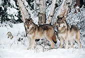 WOV 09 BA0011 01
Two Gray Wolves Standing In Snow By Birch Trees