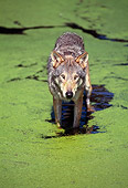 WOV 09 GL0001 01
Eurasian Wolf Standing In Shallow Water