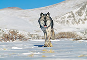 WOV 09 GL0003 01
Gray Wolf Walking On Snow Alaska