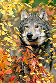 WOV 09 KH0054 01
Head Shot Of Gray Wolf Looking Through Leaves