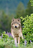 WOV 09 KH0055 01
Gray Wolf Standing In Grass And Lavender Flowers