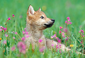 WOV 09 KH0056 01
Gray Wolf Pup Laying In Grass And Pink Flowers