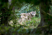 WOV 09 KH0058 01
European Wolf Standing In Woods Looking Into Brush France