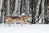 WOV 09 LS0016 01
Gray Wolf Running In Snow By Birch Trees