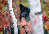 WOV 09 LS0019 01
Portrait Of Gray Wolf Peeking Through Birch Tree
