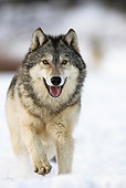 WOV 09 MC0005 01
Gray Wolf Running Through Snow Montana