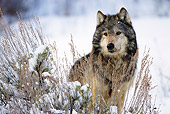 WOV 09 MC0006 01
Gray Wolf Standing In Snow Montana
