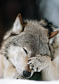 WOV 09 MC0009 01
Portrait Of Gray Wolf Rubbing Eyes With Paw In Snowy Forest