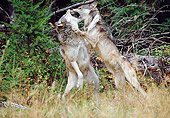 WOV 09 MC0010 01
Two Gray Wolves Fighting Rocky Mountains