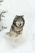 WOV 09 NE0031 01
Gray Wolf Running Through Snow Montana