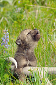 WOV 09 NE0032 01
Gray Wolf Pup Howling By Elk Antler In Spring Montana