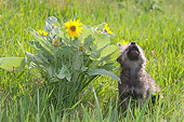 WOV 09 NE0033 01
Gray Wolf Pup Howling By Arrowleaf Balsamroot Flowers In Spring Montana