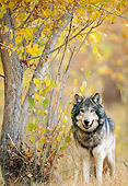 WOV 09 NE0034 01
Gray Wolf Standing In Autumn Forest Rocky Mountains