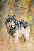 WOV 09 NE0035 01
Gray Wolf Standing In Autumn Forest Rocky Mountains