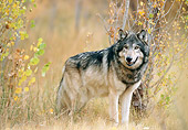 WOV 09 NE0036 01
Gray Wolf Standing In Autumn Forest Rocky Mountains