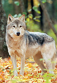 WOV 09 NE0037 01
Gray Wolf Standing In Hardwood Forest Northern Minnesota