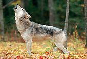 WOV 09 NE0038 01
Gray Wolf Howling In Hardwood Forest Northern Minnesota