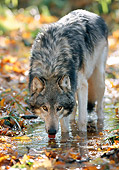 WOV 09 NE0039 01
Gray Wolf Drinking From Puddle In Hardwood Forest Northern Minnesota